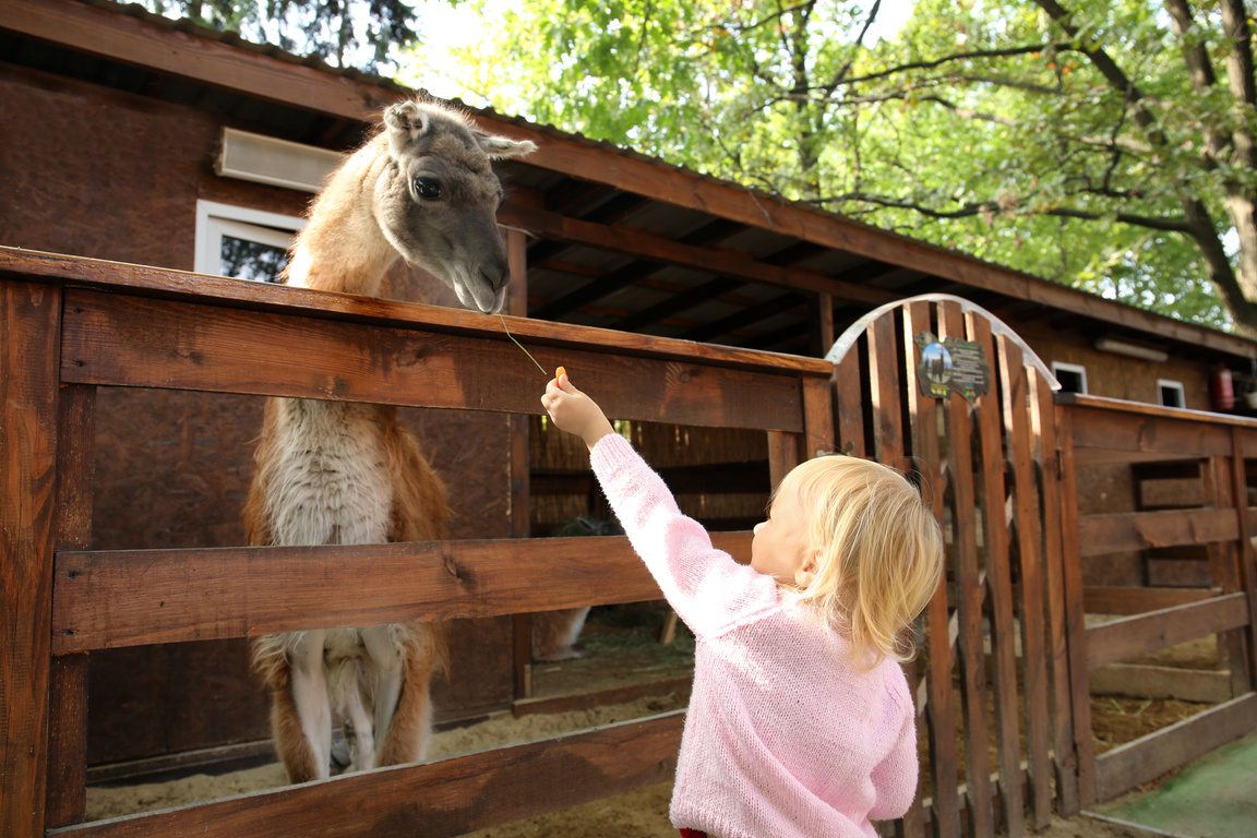 Cute Little Girl Feeding Funny Lama in Petting Zoo