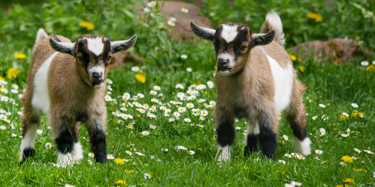 Little Goats in the Farm